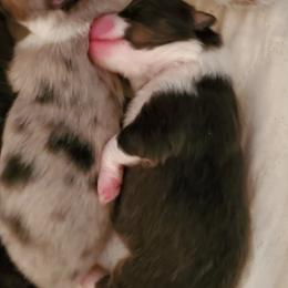 Shetland Sheepdog Puppies from Hawks Acres Shetland Sheepdogs