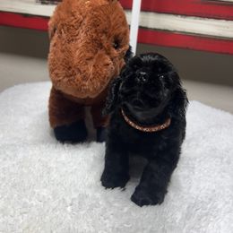 Cocker Spaniel Puppies from Joker Karr’s