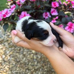 Lucy - Tri-color female Bernedoodle puppy in Perrysville, Ohio from Pleasant Valley Bernedoodles