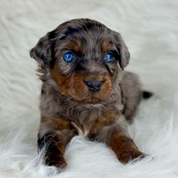 BMF4 - Blue merle female Aussiedoodle puppy in Prague, Oklahoma from Classic K9’s  Aussies & Doodles