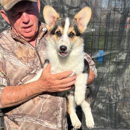 Boy 1 full collar - Black and tan male Pembroke Welsh Corgi puppy in Prague, Oklahoma from L Bar S Corgis