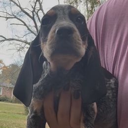 Ace - Blue ticked and tan male Bluetick Coonhound puppy in Belton, South Carolina from Broadway Oak Kennels
