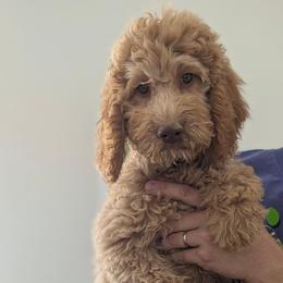 Tan Collar - Apricot male Goldendoodle puppy in San Tan Valley, Arizona from Top Gun Golden Retrievers
