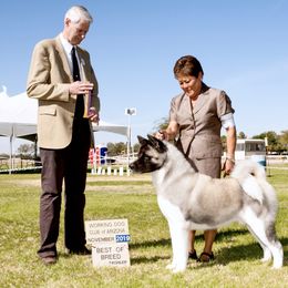 Akita All Grown Up from Aces-Up Akitas
