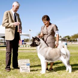 Akita All Grown Up from Aces-Up Akitas