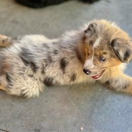 Baxter - Blue merle male Miniature Australian Shepherd puppy in Lakeport, California from Akins Aussies/Wild Rose Ranch