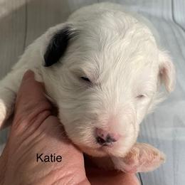 Katie - Black and white female Aussiedoodle puppy in Lebanon, Missouri from Cobbs Creek Canines