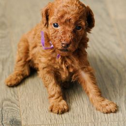 Purple - Red  female Poodle puppy in Bessemer City, North Carolina from JJs Puppies of the Carolinas