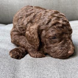 Sneezy - Chocolate male Goldendoodle puppy in Allegan, Michigan from Cocoa Doodles