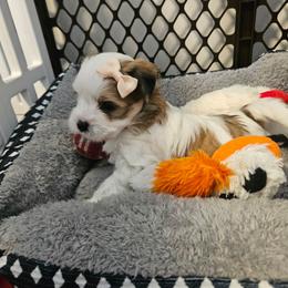 Biscuit - Black gold and white female Shorkie puppy in Chattanooga, Tennessee from Passion Pups TN