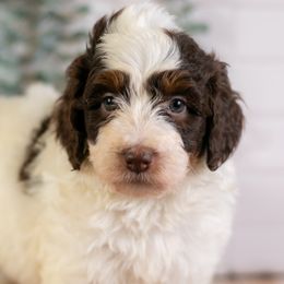Sunday - Beautiful Chocolate Phantom Parti Female - Those Eyes Will Steal Your Heart - Brown female Bernedoodle puppy in Eureka, Illinois from Joley Aire Family Dogs