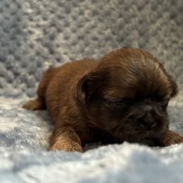 Light brindle - Brindle female Shih Tzu puppy in Sharon, Pennsylvania from Keystone Danes and Shih tzus