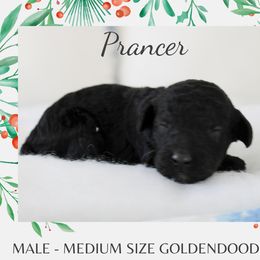Prancer - Black male Goldendoodle puppy in Wilson, North Carolina from Cedar Creek Doodles