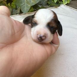 Shaded Red Piebald Boy - Piebald male Dachshund puppy in California from Wild Weenies - Dachshund Ranch