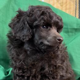 Green Collar Boy - Brown male Poodle puppy in Kingston, Oklahoma from Tribal Poodles
