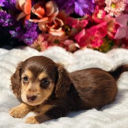 Lyric - Chocolate and cream female Dachshund puppy in Lakeland, Florida from Elite Doxies Florida