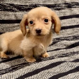 Canee - Cream male Dachshund puppy in Moreno Valley, California from Purpleheart_doxiess