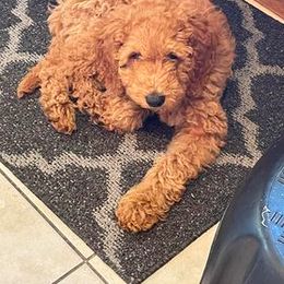 Aussiedoodle and Goldendoodle Puppies from Illinois Countryside Doodles