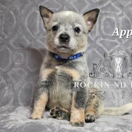 Apple - Blue male Australian Cattle Dog puppy in Silsbee, Texas from Rockin ND Ranch