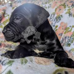 Molosser (Bully x) Puppies from Riot River Mastiffs