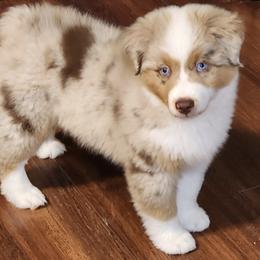 Miniature American Shepherd Puppies from Enchanted Mesa Miniature American Shepherds