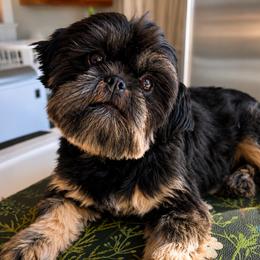 Shih Tzus from Manor Hills Shih Tzus