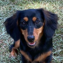 Dachshunds from J & K Miniature Dachshunds