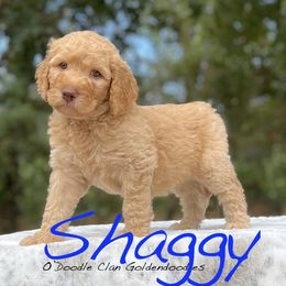 Goldendoodle Puppies from O’Doodle Clan Goldendoodles