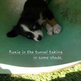 Roxie - Blue tri female Toy Australian Shepherd puppy in Snowflake, Arizona from Halfpint Aussies