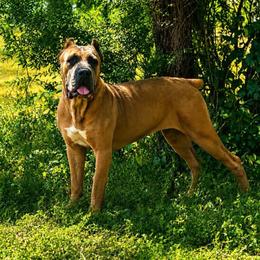 Leila - Gray and fawn female Cane Corso puppy in Sandia, Texas from OneTime Cane Corso