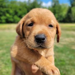Labrador Retriever Puppies from Blackwoods Labradors
