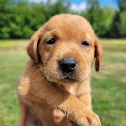 Labrador Retriever Puppies from Blackwoods Labradors
