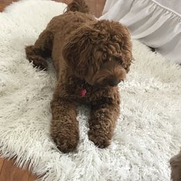 Australian Labradoodle All Grown Up from Summer Hill Labradoodles