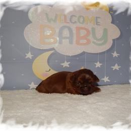 Cinna bun - Red and white female Shih Tzu puppy in Lawrenceburg, Tn, Tennessee from Shedd's Shih Tzus