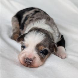 Girl 3 Blue - Blue merle female Australian Shepherd puppy in Yakima, Washington from Naches Heights Ranch