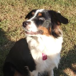 Angel - Australian Shepherd