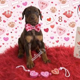 Dark pink collar - Red and rust female Doberman Pinscher puppy in Canton, Ohio from Aaliyah’s Dobies