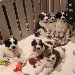 Double Doodle puppies from Breedlove Mtn Doodles