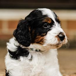 Bernedoodles and Goldendoodles from Grace Filled Golden’s