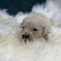 Wahoo - Light golden male Golden Retriever puppy in Oak Hill, Florida from Swingin T Ranch LLC