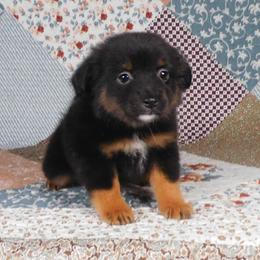 Hazelnut - Black tri female Toy Australian Shepherd puppy in Okeana, Ohio from Fetching Toy Aussies