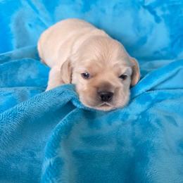Pancake - Buff male Cocker Spaniel puppy in Greers Ferry, Arkansas from Lake Area Cuddly Cockers
