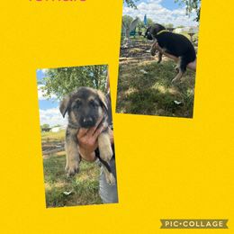 German Shepherd Puppies from Das Müller Hund Haus