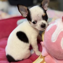 Lizzy - Black and white female Chihuahua puppy in Amity, Pennsylvania from Rhoda and Verna