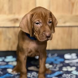 Puppy 6 - Golden rust male Vizsla puppy in Coal Center, Pennsylvania from Waymaker Vizslas