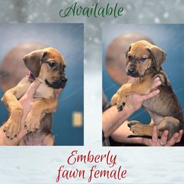 Emberly - Fawn female Great Dane puppy in Roseau, Minnesota from UNDAD'S KENNELS