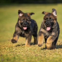 German Shepherd Puppies from Sommerfeld German Shepherds