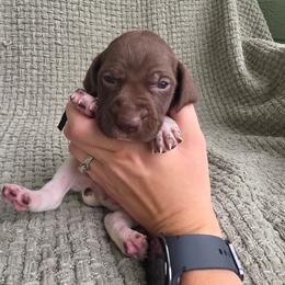 Black Boy - Liver and white male German Shorthaired Pointer puppy in Nampa, Idaho from Heart Mountain Cavaliers & Floating Feathers Kennel
