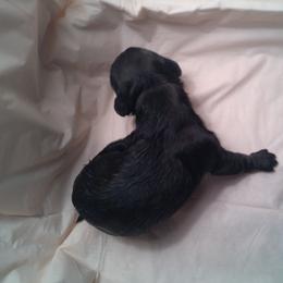 DBs Handel Allemande (Al) - Cream male Dachshund puppy in Summerfield, Florida from D & B Ranchette