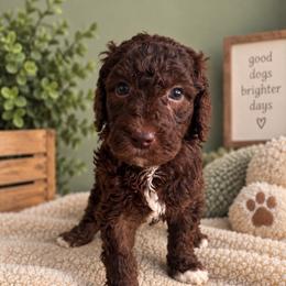 Purple - Chocolate female Labradoodle puppy in Ellenwood, Georgia from Four Paws Down